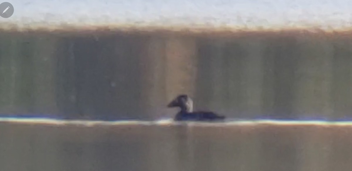 Surf Scoter - ML490974821