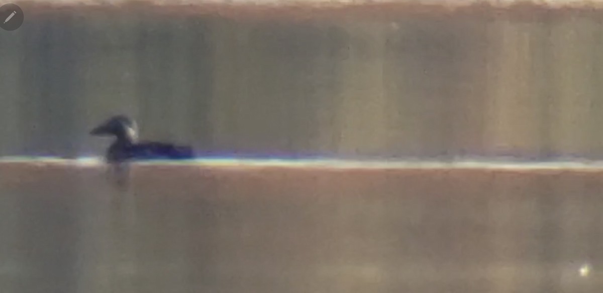 Surf Scoter - ML490974831