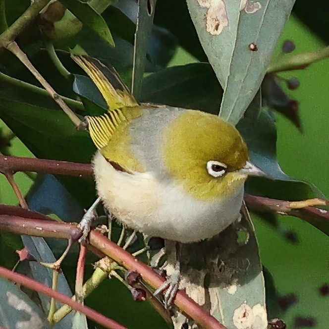 Silvereye - ML490976401