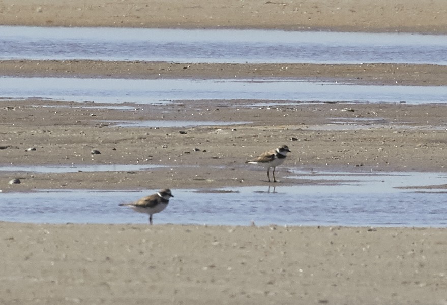 Semipalmated Plover - Brooke Miller