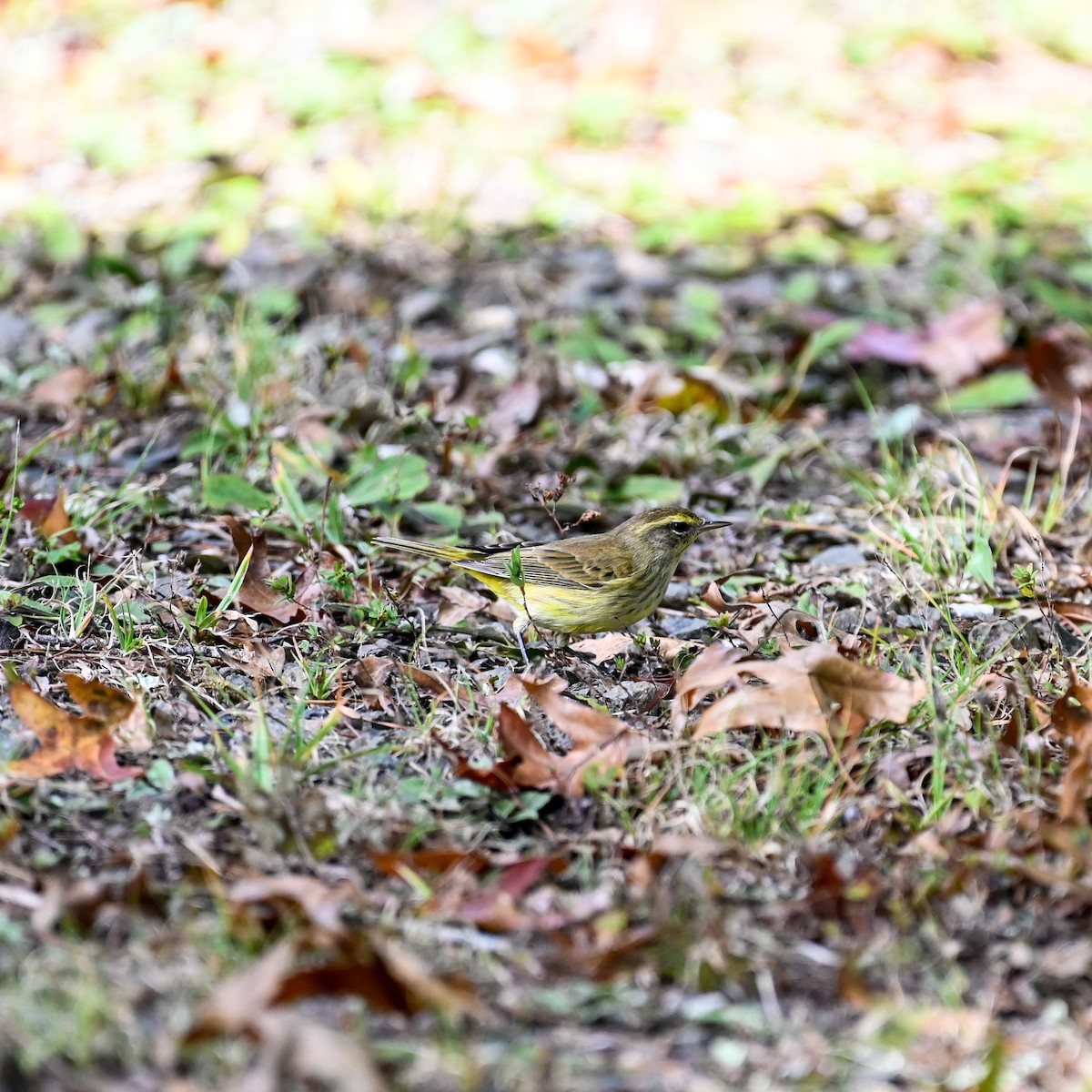 lesňáček bažinný (ssp. palmarum) - ML490977191