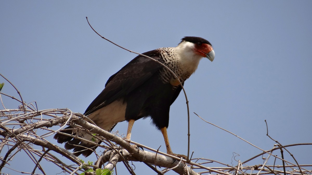 Crested Caracara (Northern) - Aurelio Molina Hernández