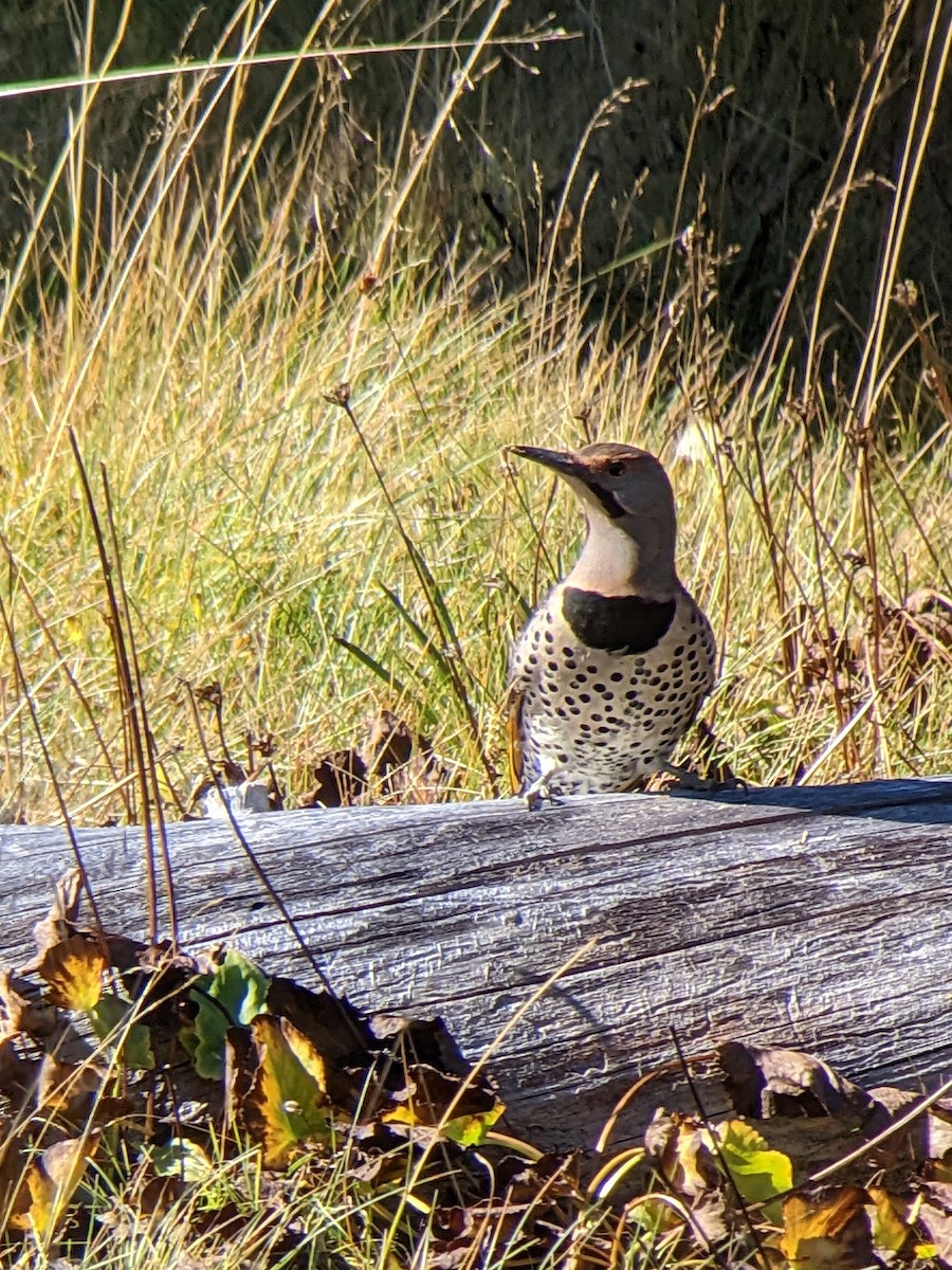 gullspett (auratus/luteus) - ML490981931