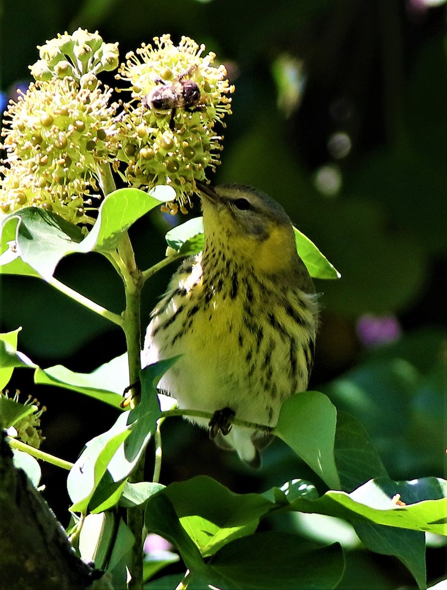 Cape May Warbler - ML490981981