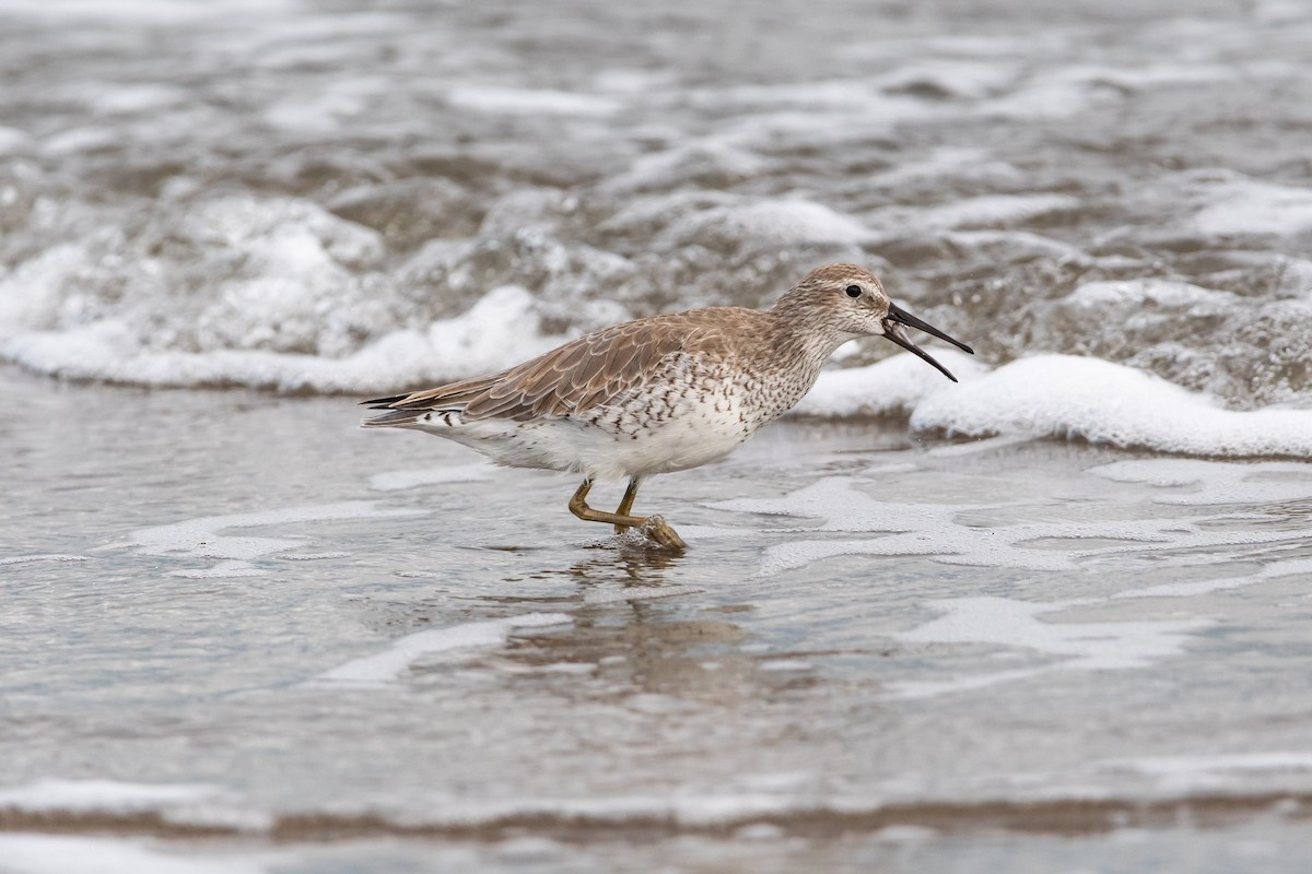 Red Knot - Ivani Martínez Paredes