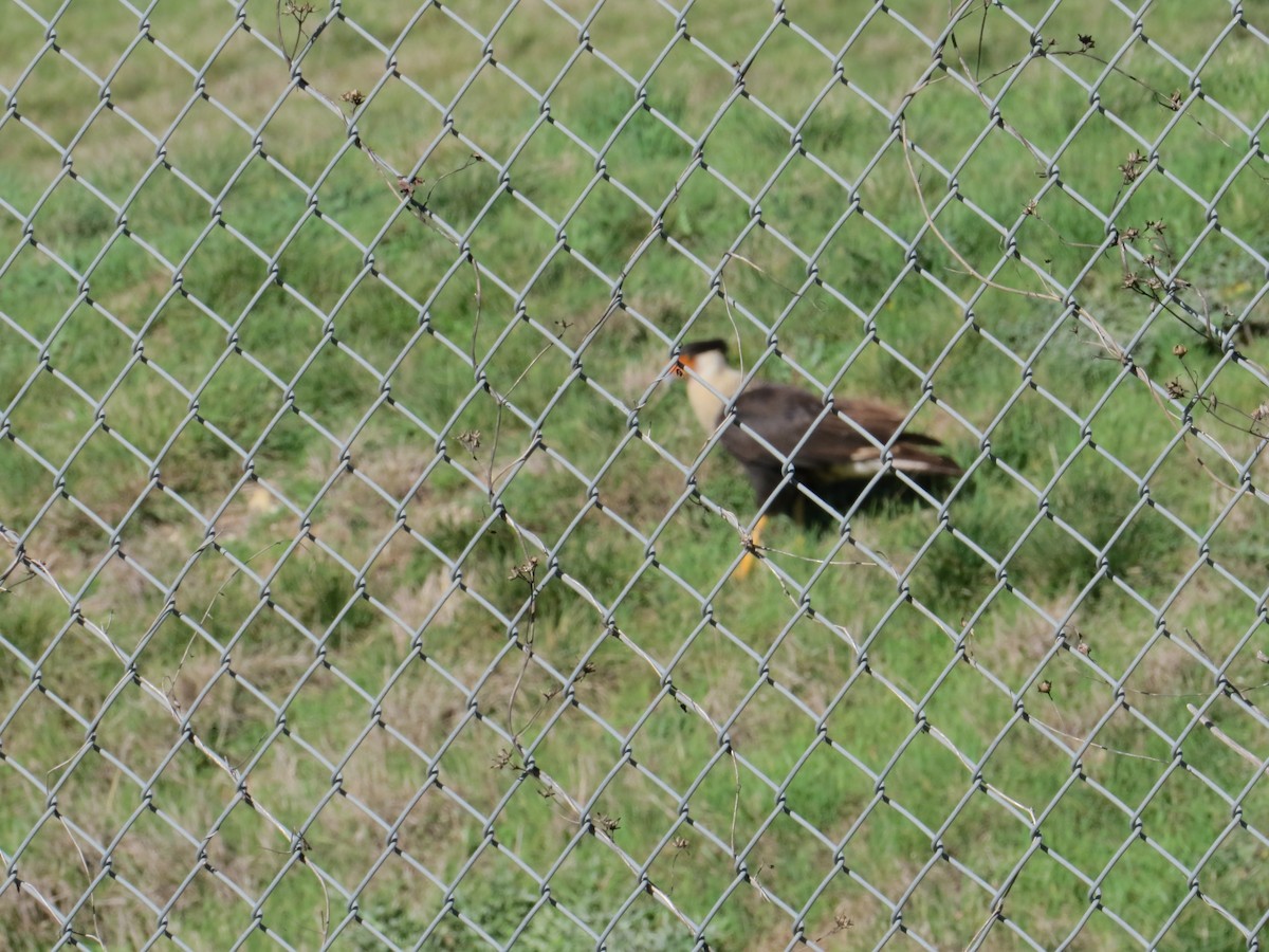 Crested Caracara (Northern) - ML49098221