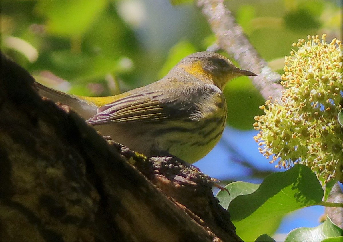 Cape May Warbler - ML490982601