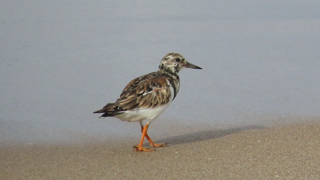 Ruddy Turnstone - ML490982831