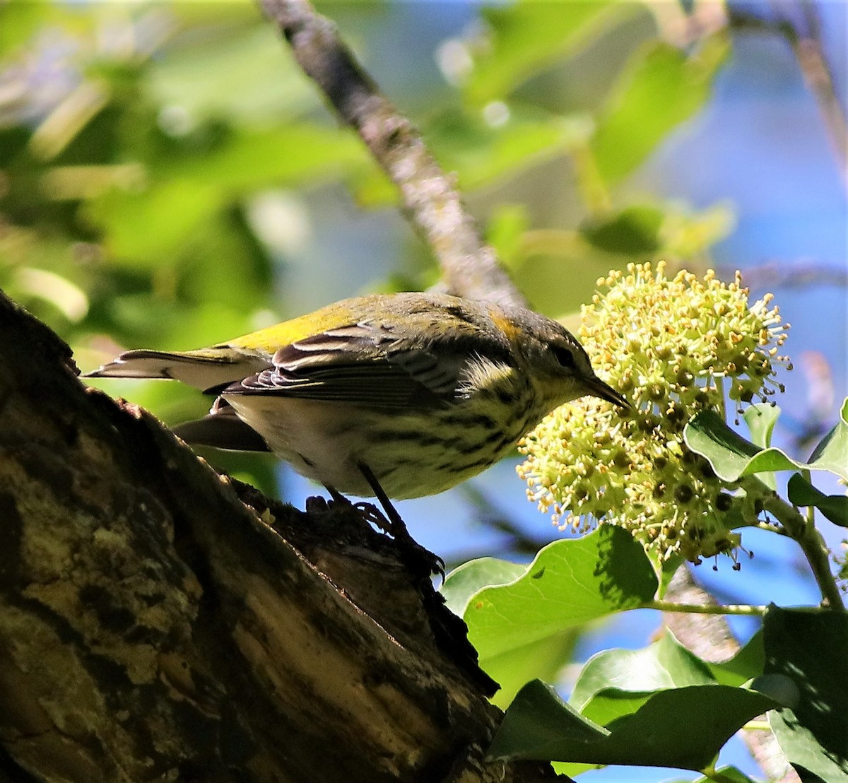 Cape May Warbler - ML490982881