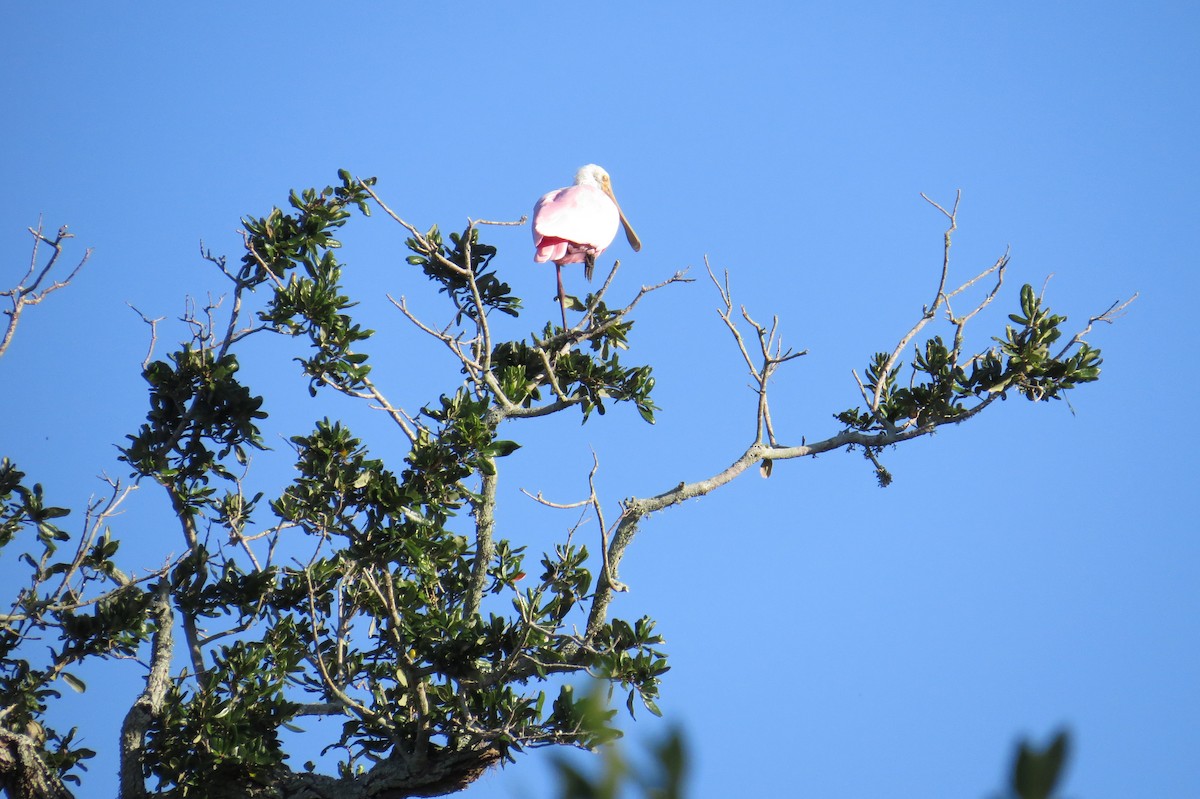 Roseate Spoonbill - ML490983271