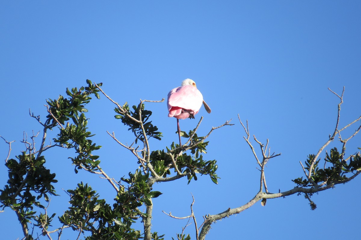 Roseate Spoonbill - David & Jill Kaminski