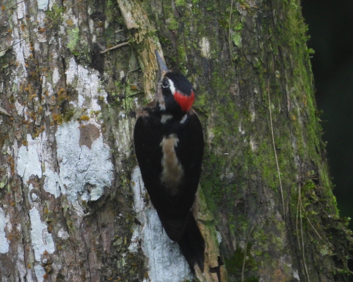 Hairy Woodpecker - ML490983671