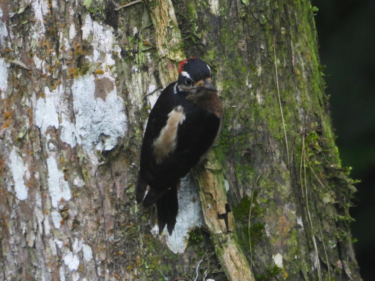 Hairy Woodpecker - grete pasch