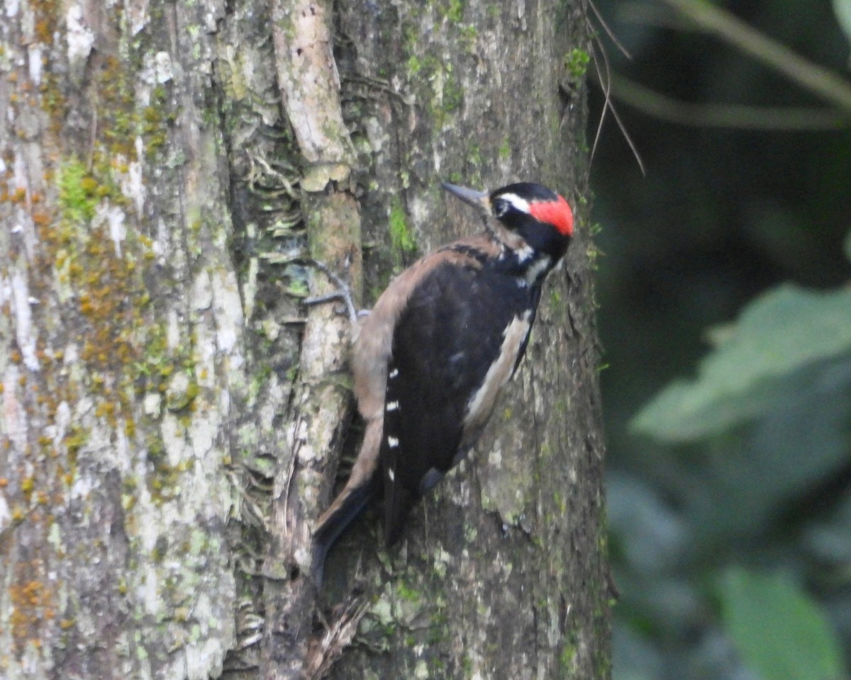 Hairy Woodpecker - ML490983691