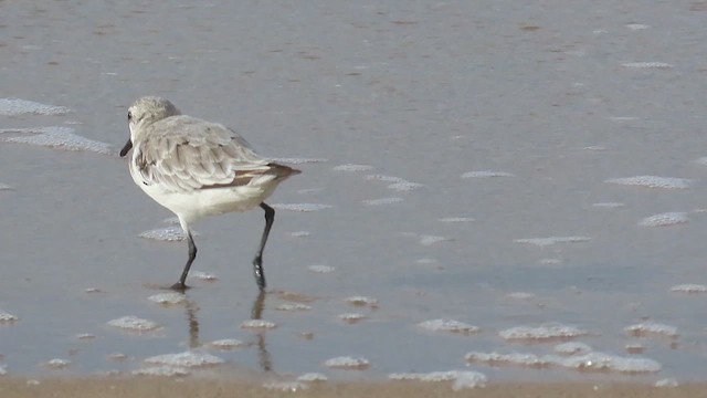 Bécasseau sanderling - ML490983751