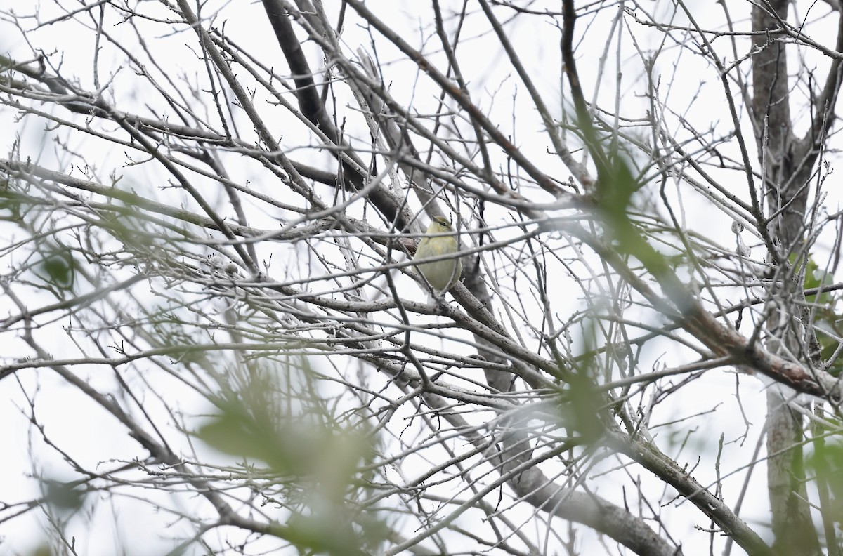 Orange-crowned Warbler - ML490984321