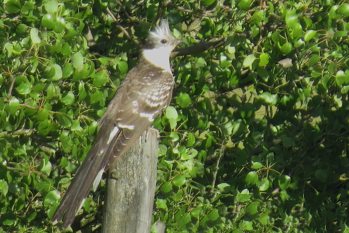 Great Spotted Cuckoo - ML490984881