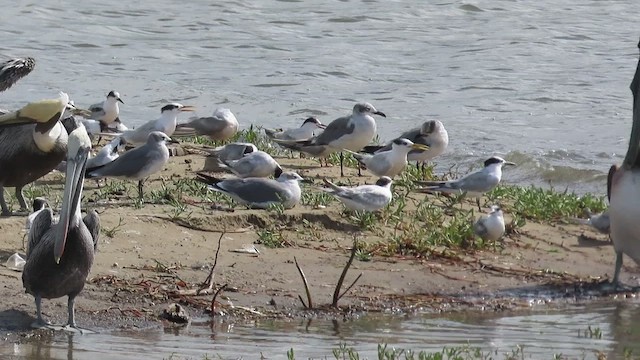 Common Tern - ML490984931