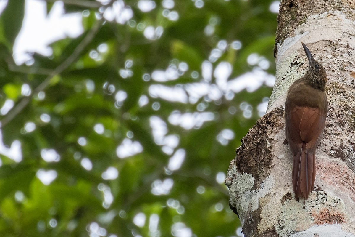 Hoffmanns's Woodcreeper - Thelma Gátuzzô