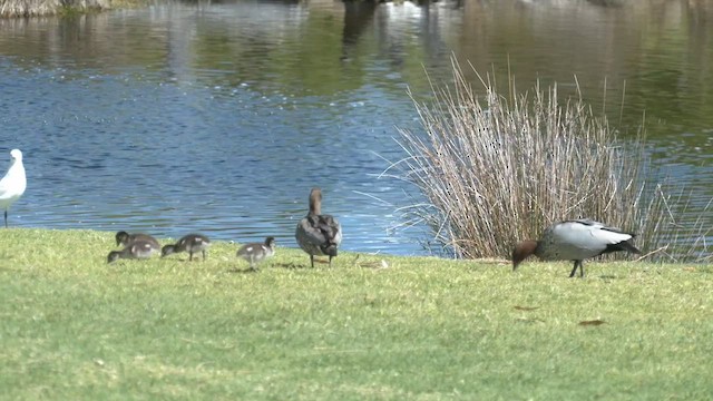 Maned Duck - ML490985461