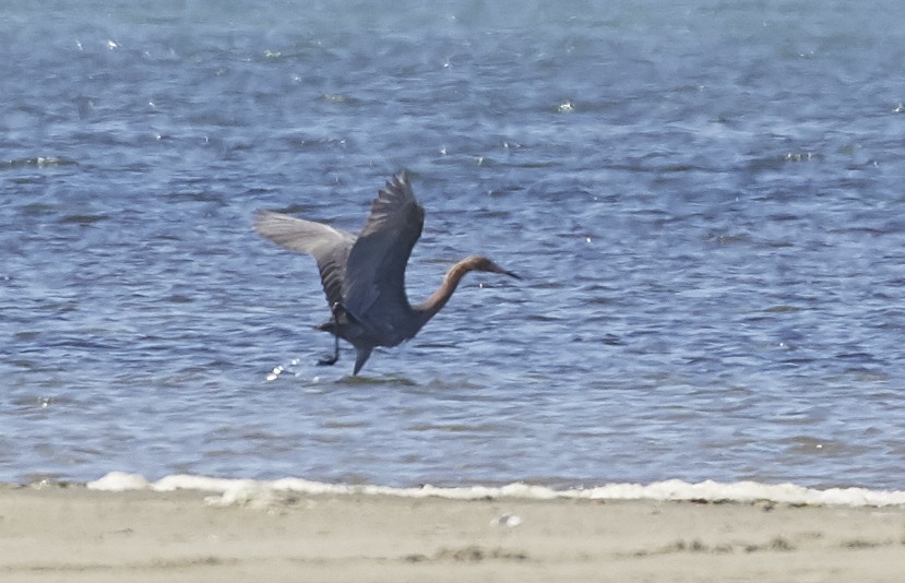 Reddish Egret - Brooke Miller