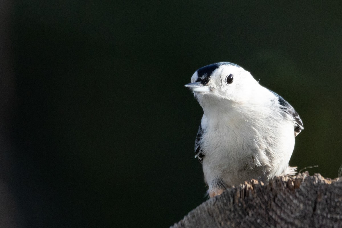 White-breasted Nuthatch - ML490986741