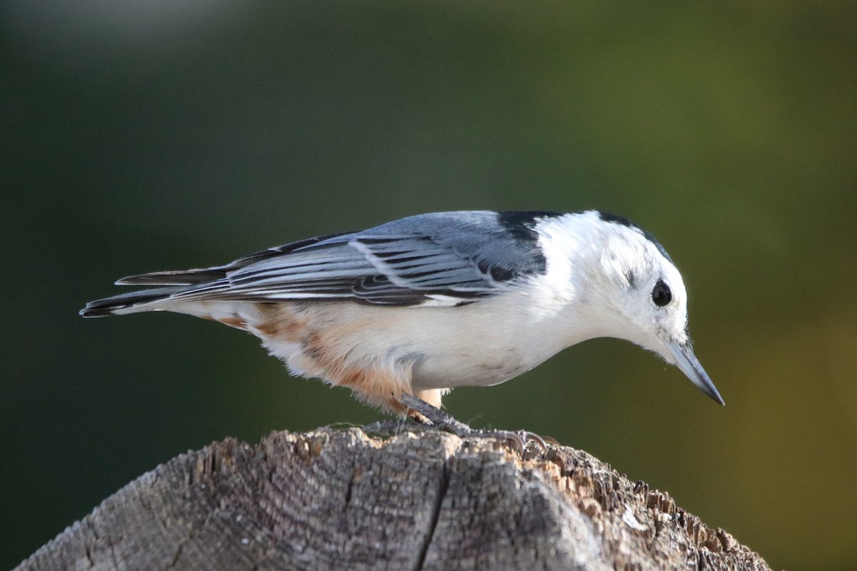 White-breasted Nuthatch - ML490986761