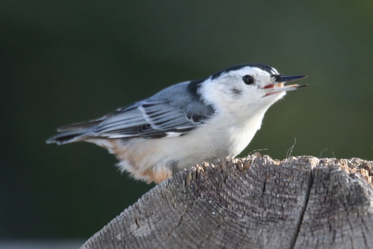 White-breasted Nuthatch - ML490986771