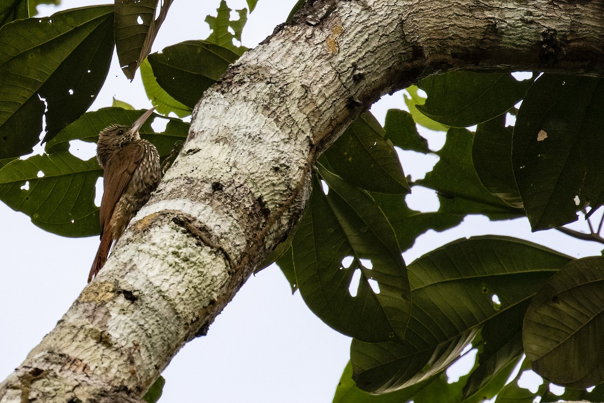 Dusky-capped Woodcreeper - ML490986951