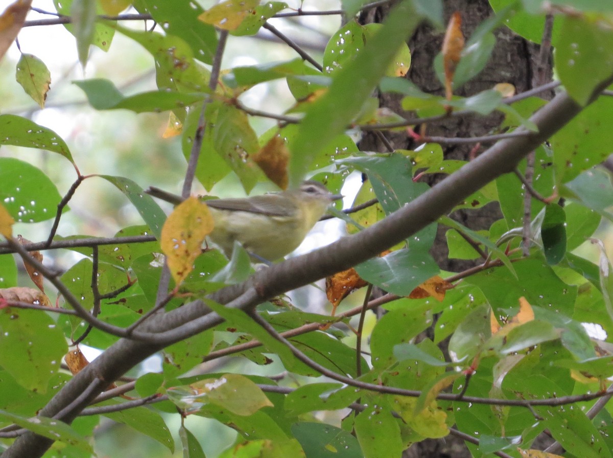 Vireo de Filadelfia - ML490987461