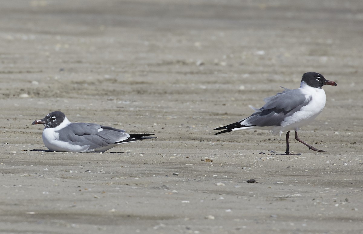 Laughing Gull - ML49098781