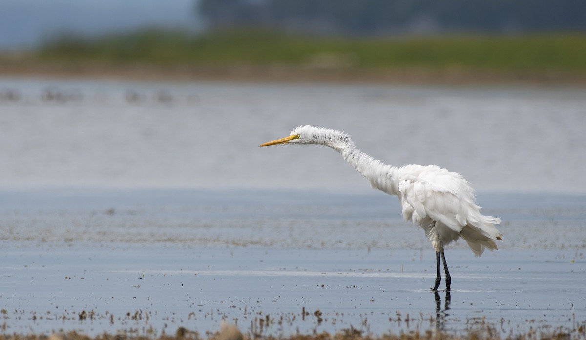 Great Egret - ML490988731