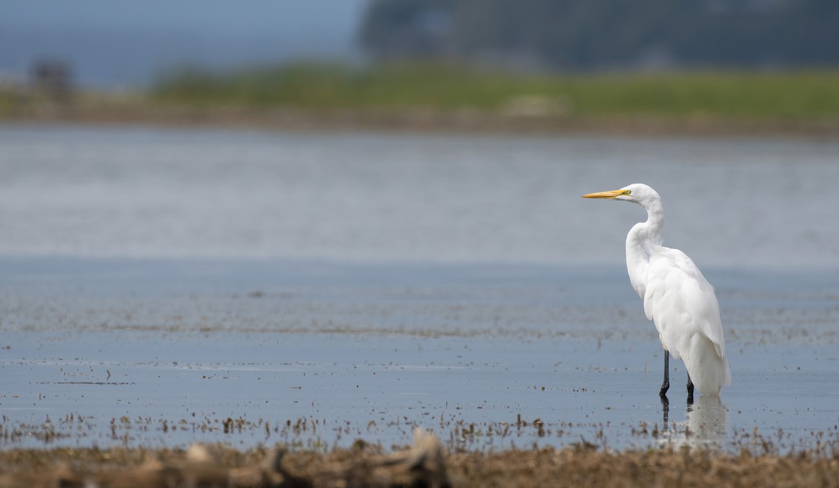 Great Egret - ML490988791