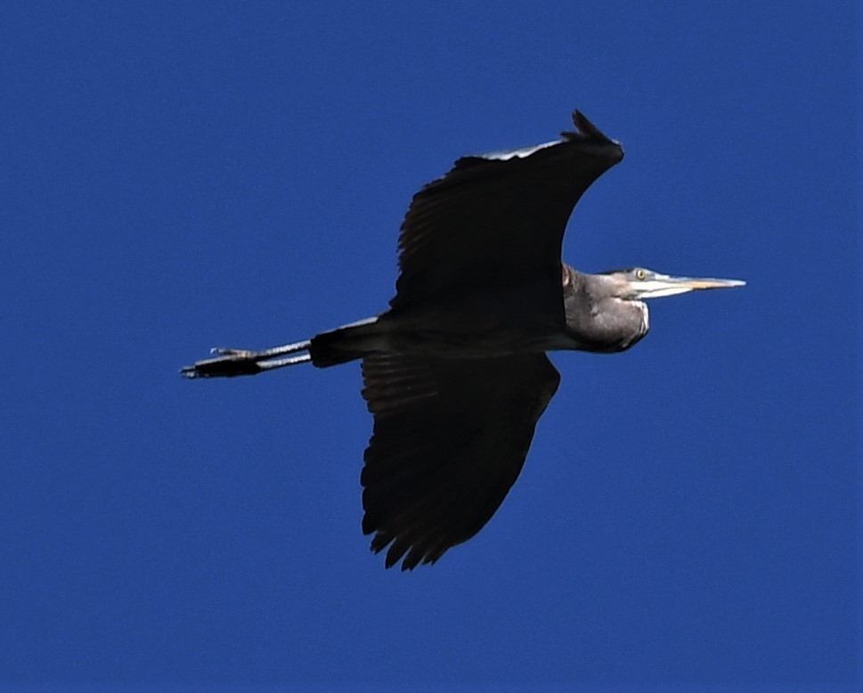 Great Blue Heron - ML490990511