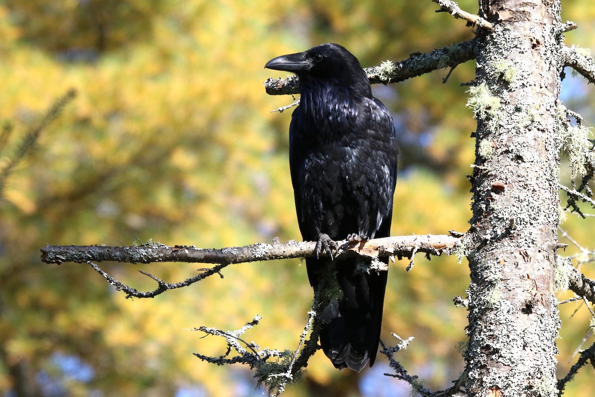 Common Raven - ML490990541