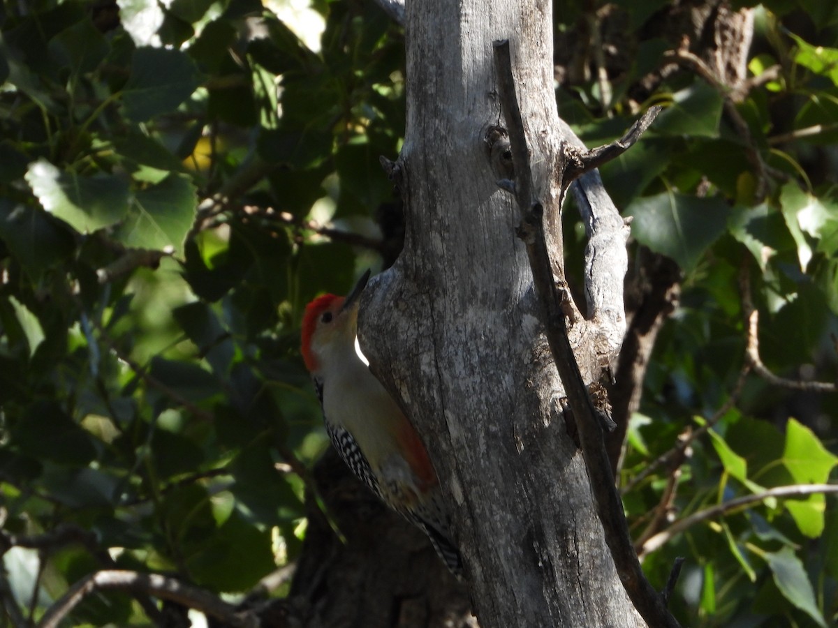 Red-bellied Woodpecker - ML490990581