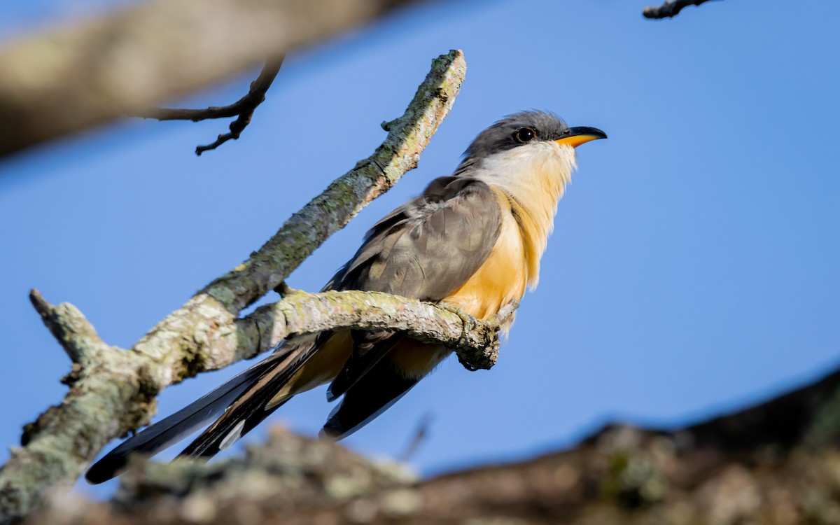 Mangrove Cuckoo - Atlee Hargis