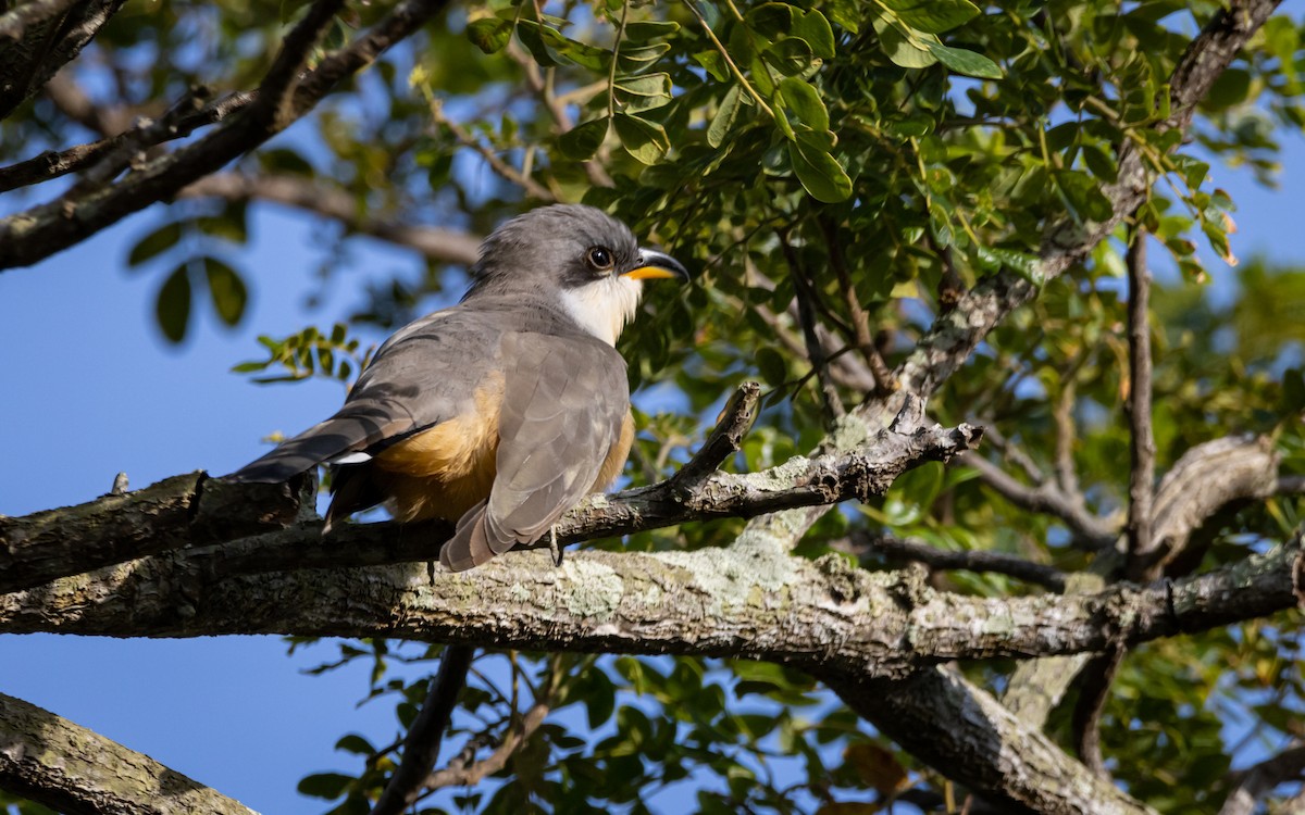 Mangrove Cuckoo - Atlee Hargis