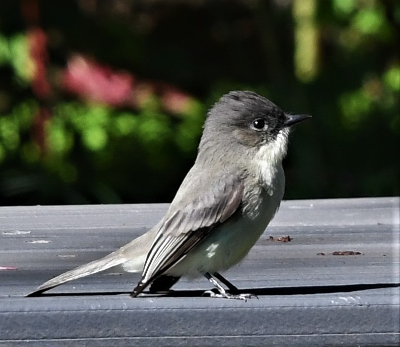 Eastern Phoebe - ML490991071