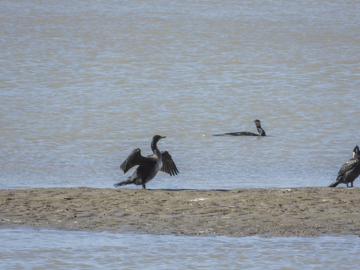 Grand Cormoran (sinensis/hanedae) - ML490991111