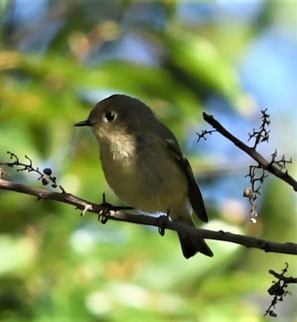 Ruby-crowned Kinglet - ML490991431