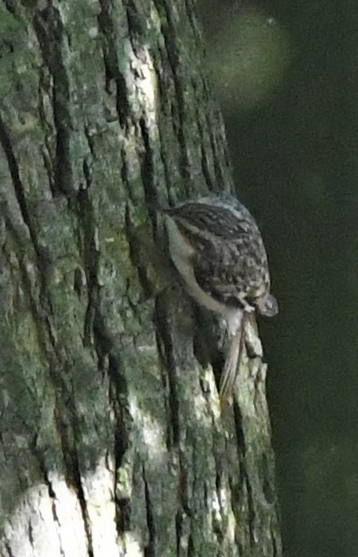 Brown Creeper - ML490991731