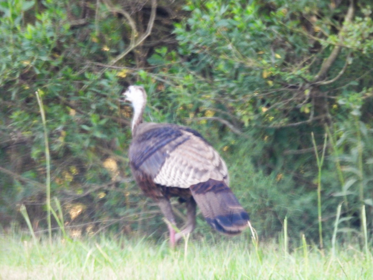 Wild Turkey - James Jarosz