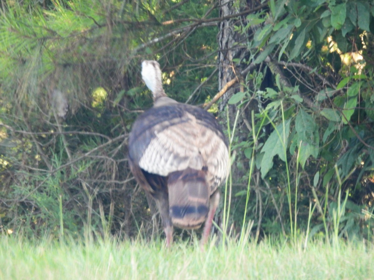 Wild Turkey - James Jarosz