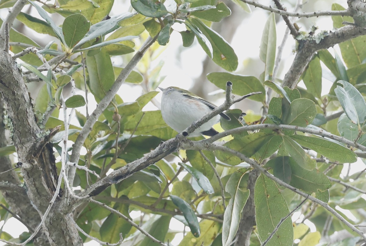 Chestnut-sided Warbler - Robert Wallace