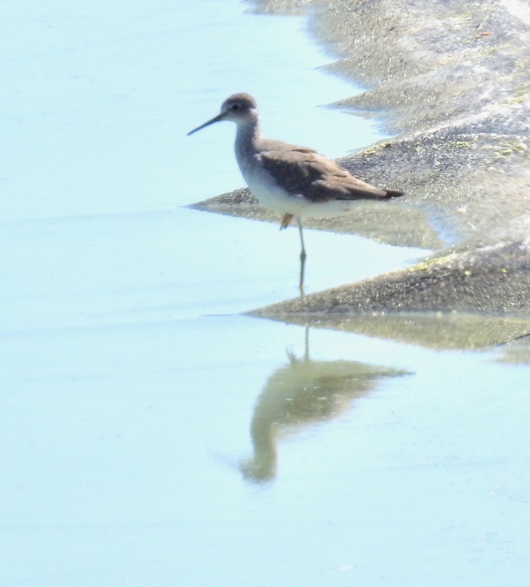 Lesser Yellowlegs - ML490992121