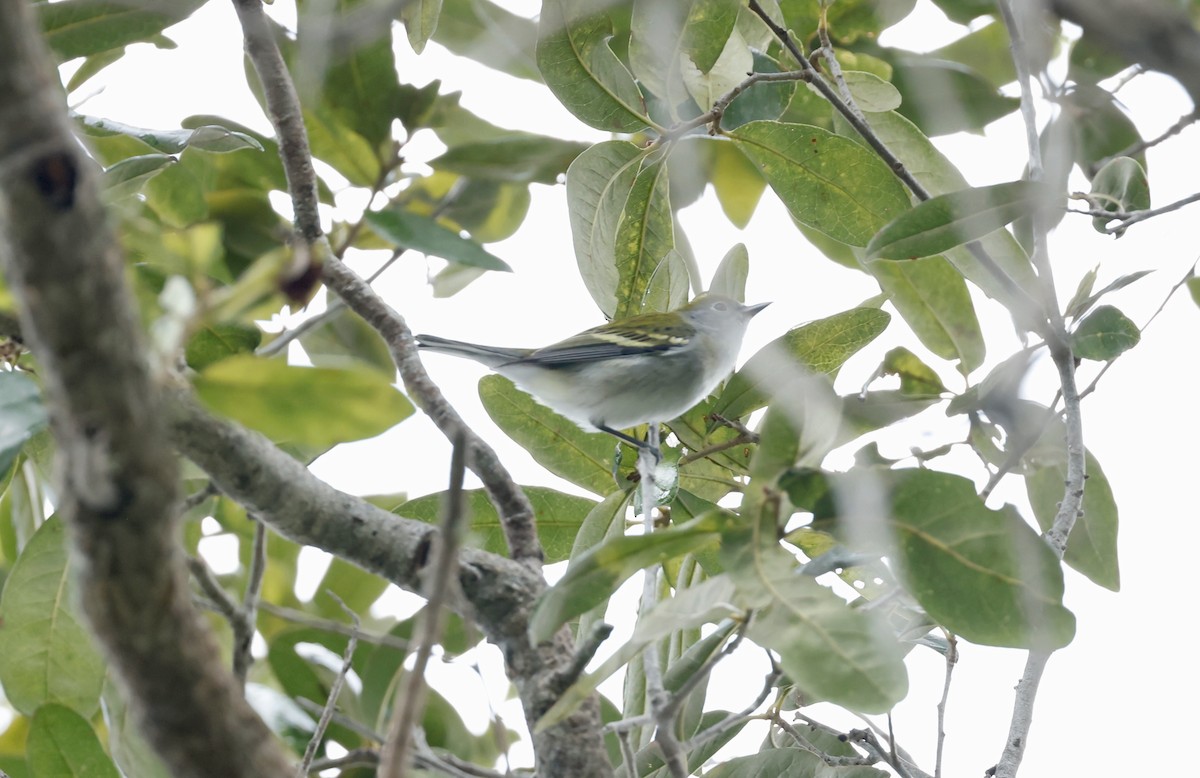 Chestnut-sided Warbler - Robert Wallace