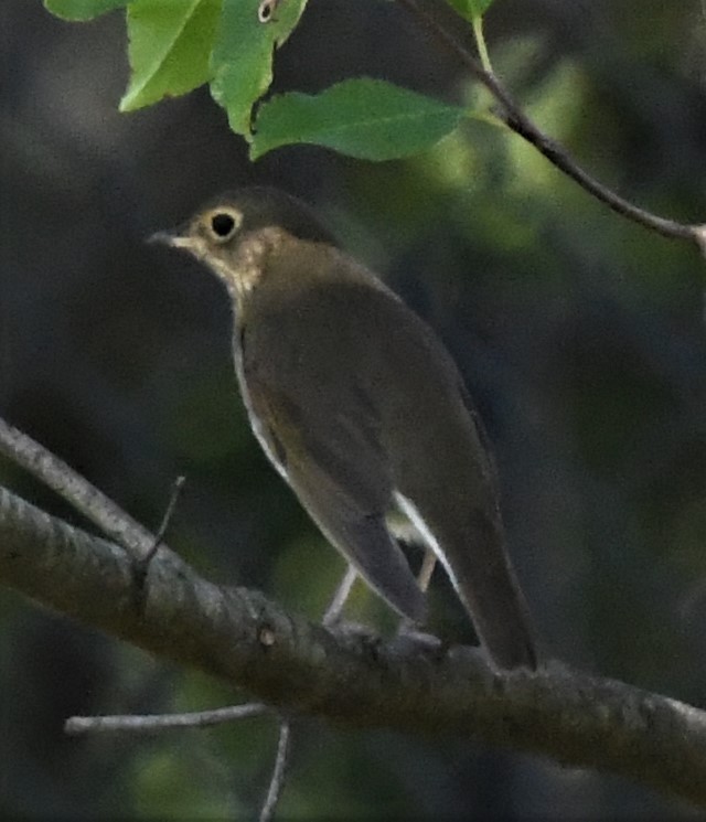 Swainson's Thrush - ML490992241