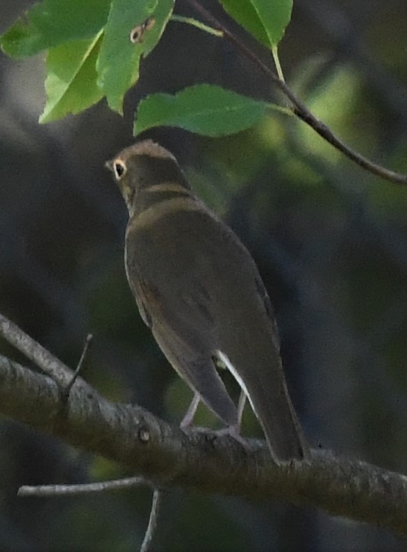 Swainson's Thrush - ML490992251