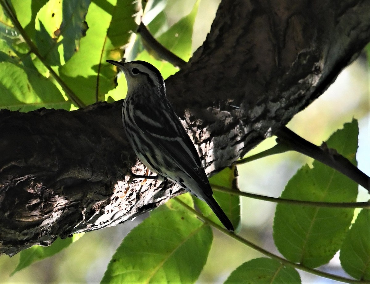 Black-and-white Warbler - ML490992511